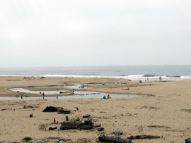 Kelp forest