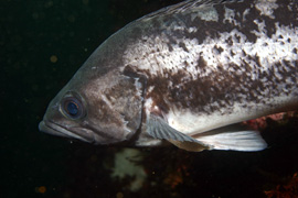 Black rockfish