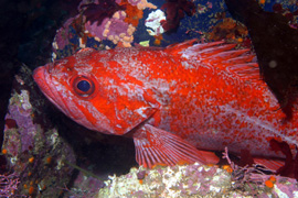 Vermillion rockfish