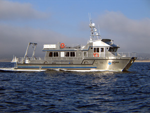 Fulmar