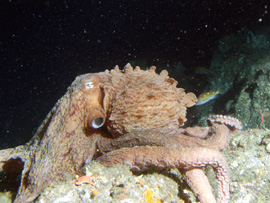 Octopus
