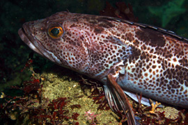 Lingcod