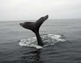 whale tail