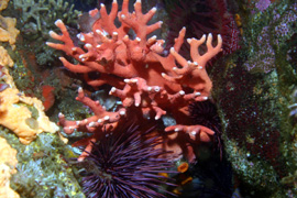 Hydrocoral and urchins