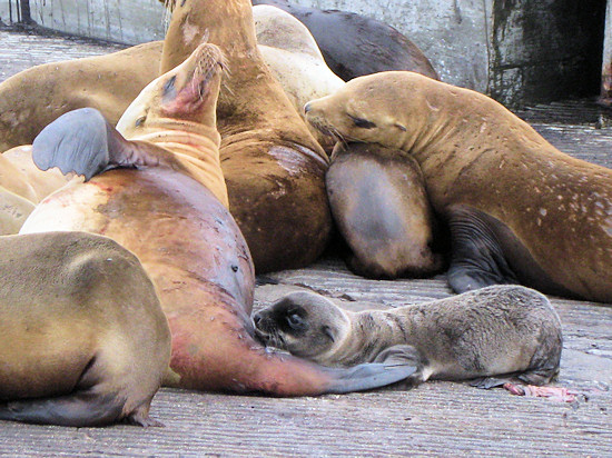 Sea lion pup resting near mother