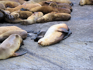 California sea lions