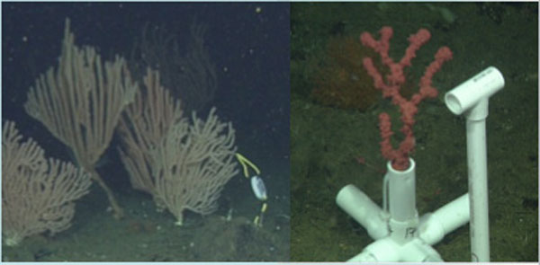 D475.74-Cotton Ocean Water Animals Aquatic Coral Habitat Ree