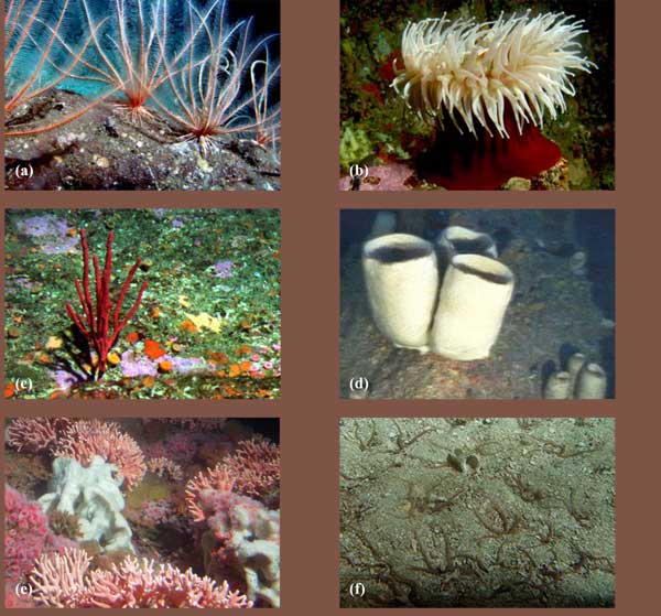 Scientists Discover New Species of Deep-sea Sponge in Cordell Bank National  Marine Sanctuary (U.S. National Park Service)