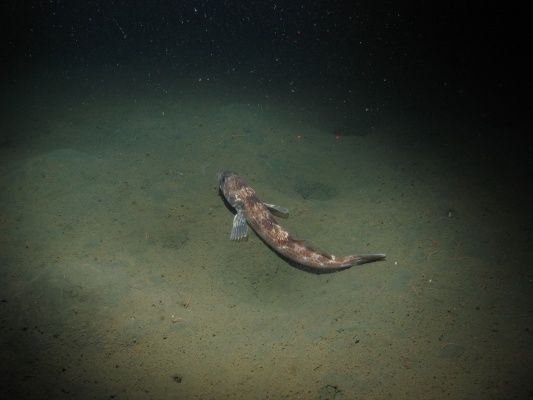 SIMoN Photo Library