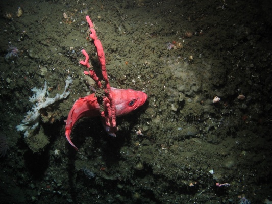 Sebastes melanostomus (blackgill rockfish) resting on Paragoria arborea (bubblegum coral)