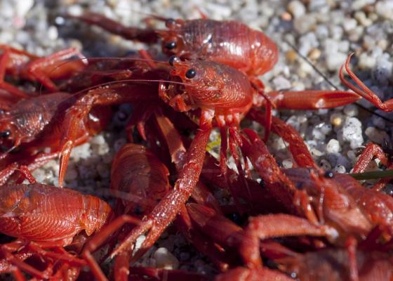 pelagic crabs