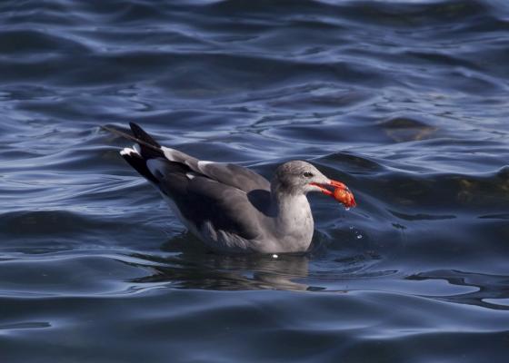 heerman's gull