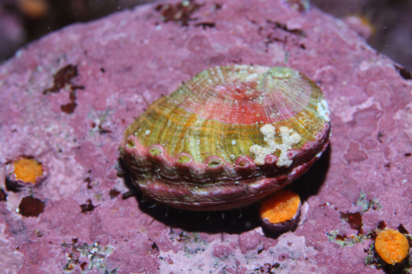 Pink Abalone  NOAA Fisheries