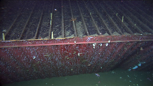 MBARI and Sanctuary Scientists to visit Lost Shipping Container and Deep Sea Corals: June 5-9, 2014