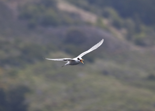 Mullins has chilled out; Settling in with Shorebirds