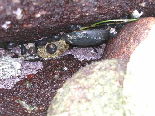 Why Black Abalone?”: The Duality of Black Abalone in California (U.S.  National Park Service)