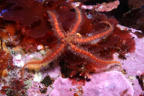 brittle star diet