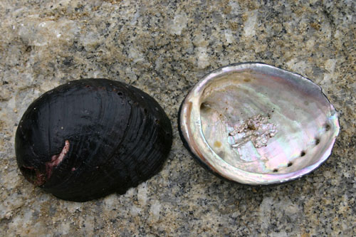 Why Black Abalone?”: The Duality of Black Abalone in California (U.S.  National Park Service)