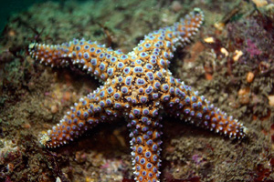 Pisaster giganteus - Wikipedia