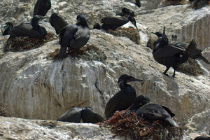 Brandt's Cormorants