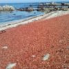 Thousands of pelagic red crabs (Pleuroncodes planipes) cover Coral Street Beach in Pacific Grove, CA on October 7, 2015