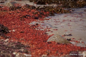 Red pelagic crabs (Pleuroncodes planipes) washed up on Coral Street Beach in Pacific Grove, CA. These crustaceans began washing ashore the day prior and were seen in even greater densities. This is an exceedingly unusual event for the Monterey area, as these crabs are normally offshore of Baja California, but warm waters have transported them north. These crabs haven't washed ashore in this area since 1983, an El Nino year. NOAA is tracking a current El Nino that has contributed to the warm water plume.