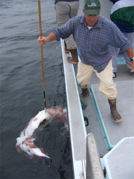 Giant Squid Carcass Recovered off Santa Cruz (2008) – SIMoN