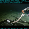 Davidson Seamount - Evoplosoma voratus - MBARI