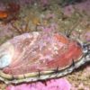Abalone Fishery Closes after Die-Off Observed in Sonoma (2011)