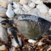 Rare Stranding of Olive Ridley Sea Turtle in Pacific Grove (2011)