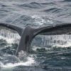 Humpback Whales in Monterey Bay - A Statement From the MBNMS Superintendent (2011)