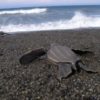 New Federal Protections for Leatherback Sea Turtles