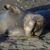 Unfortunate Incident Involving Northern Elephant Seals at Piedras Blancas