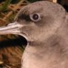 Sooty Shearwater Tracking