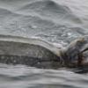 Pacific Leatherback Sea Turtle is the Official CA Marine Reptile