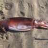 Humboldt Squid Stranding Events (2003, 2012)