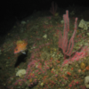 Two New Coral Species Discovered in California