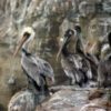 Brown Pelican Removed from Endangered Species List (2009)