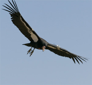 California Condor Feeding on Gray Whale Carcass (2006) – SIMoN