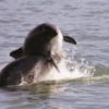 Dolphins Kill Harbor Porpoise in Monterey Bay (2009)