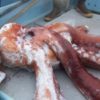 Giant Squid Carcass Recovered off Santa Cruz (2008)