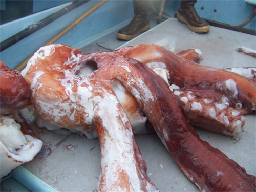 Giant Squid Carcass Recovered off Santa Cruz (2008) – SIMoN