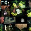 A colorful collage of some of the incredible sights from today's dive on Sur Ridge, which included more than 10 species of coral, many different sponges, two blob sculpins, nudibranchs, brooding octopii, dozens of other cnidarians all on a landscape of ever-changing and diverse habitat.