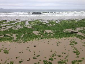 Ulva is brought in by waves, which look green due to the high amounts of sea lettuce being carried from the ocean onto the beach. Photo by Dr. Steve Lonhart, NOAA MBNMS.