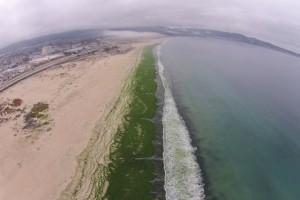 Aerial view of Sand City beach, which was covered with the green seaweed Ulva in July 2014.