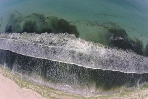 View from above of Ulva in the surf zone. 