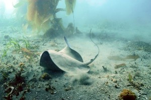 Bat Ray (Myliobatis californica). Photo by Robert Schwemmer, NOAA ONMS.