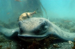 Photo by Claire Fackler, NOAA MBNMS.