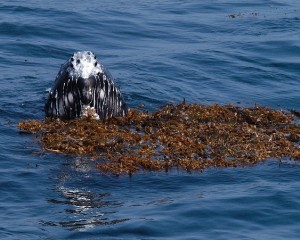 Humpack calf (Megaptera novaeangliae) in the kelp. Photo by Robert Schwemmer, NOAA ONMS.