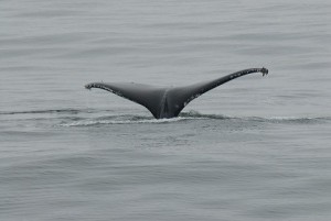 Humpback whale tail (Megaptera novaeangliae). Photo by Robert Schwemmer, NOAA ONMS.